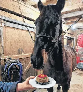  ?? ?? Always hunting for something creative to make, Brenda MacPhee of Cosmo’s Treats and Treasures has started making horse-friendly cakes.