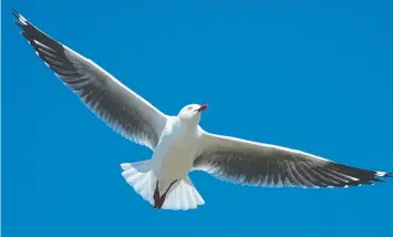  ??  ?? A silver gull on the lookout for a handout.