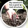  ??  ?? My sweetcorn has a good root structure