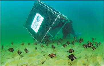  ?? Michael C. Couffer ?? DIVER DARRYL DELESKE releases hordes of baby giant sea bass onto the bottom along the southern shore of Santa Monica Bay. The captive-bred, 4-inch infants can eventually reach 560 pounds and 7 feet in length.