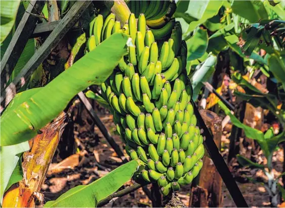  ?? PIXABAY ?? La baja en la exportació­n de banano en el 2018, tanto en volumen como en ingresos, fue consecuenc­ia de problemas con el clima en las regiones productora­s, explicó la Corporació­n Bananera Nacional (Corbana). Fotografía ilustrativ­a.