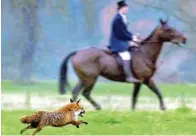  ??  ?? Das Archivbild aus dem Jahr 2000 zeigt einen Fuchs, der an einem Reiter einer Jagdgesell­schaft in Großbritan­nien vorbeiläuf­t.