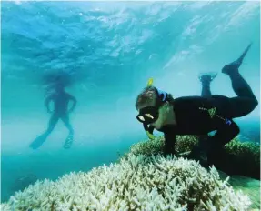  ??  ?? Justin Marshall, a neurophysi­ologist with the Brisbane-based Queensland Brain Institute who has been studying what reef animals can tell us about the developmen­t of colour vision, inspects bleaching coral during a dive off Vlasoff Cay north-east of...