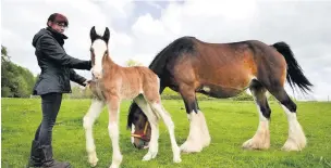  ??  ?? ●●Head Horsewoman Helen Preece with Robinsons brewery’s new foal Ethel and her Shire Horse Mother Doris