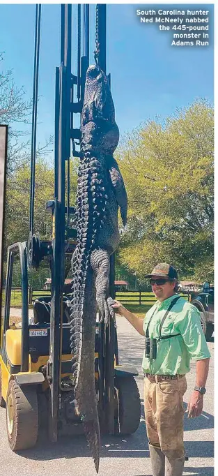  ??  ?? South Carolina hunter Ned McNeely nabbed the 445-pound monster in Adams Run