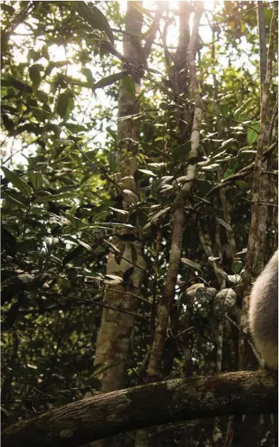  ??  ?? A diademed sifaka, or dancing lemur, prepares for a jump in Andasibe-Mantadia National Park, Madagascar.