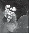  ?? Special to the Democrat-Gazette/ JANET B. CARSON ?? Chinese tallow — popcorn tree — can become invasive.