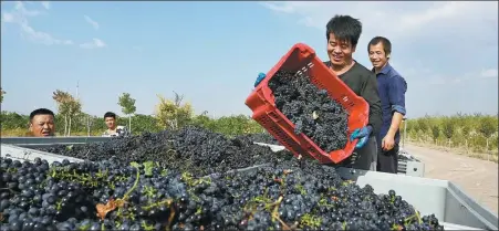  ?? PROVIDED TO CHINA DAILY ?? People harvest grapes in the Helan Mountains’ eastern foothills.