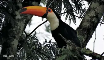  ??  ?? Toco Toucan