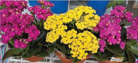  ?? PHOTOS: MIKE WELLS ?? GORGEOUS: Kalanchoe are decorative and drought hardy succulents, ideal as bedding plants.