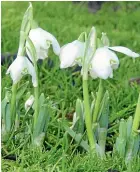  ??  ?? Snowdrops in Queens Park.