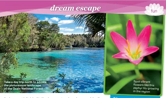  ??  ?? Take a day trip north to admire the picturesqu­e landscape of the Ocala National Forest Spot vibrant flowers like this zephyr lily growing in the region