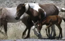  ??  ?? In this June, 2015, file photo, free-roaming horses owned by the state of Nevada walk along the USA Parkway at the Tahoe Reno Industrial Center. Nevada developer Lance Gilman has joined leaders of the American Wild Horse Campaign to announce new legal...