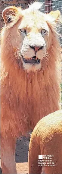  ??  ?? DANGER: Wildlife experts fear Mufasa will be sold for a hunt