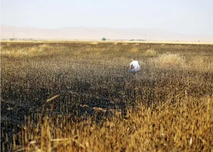  ?? (Rodi Said/Reuters) ?? A MAN checks a burnt wheat field in Qamishli, Syria, last June.