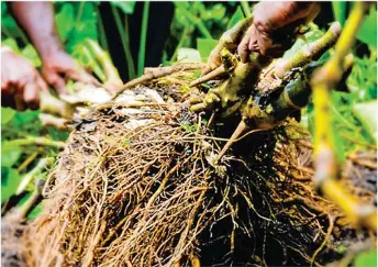  ?? Picture: FIJI TIMES FILE ?? The roots of a kava plant.