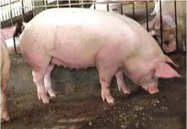  ??  ?? A long body is more desirable in sows because it provides more space for udder developmen­t.