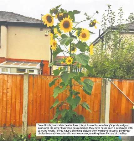  ??  ?? Dave Hindle, from Manchester, took this picture of his wife Mary’s ‘pride and joy’ sunflower. He says: “Everyone has remarked they have never seen a sunflower with so many heads.” If you have a stunning picture, then we’d love to see it. Send your photos to us at viewpoints@men-news.co.uk, marking them Picture of the Day