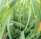  ?? HENRIETTA WILDSMITH/THE TIMES ?? With the arrival of warmer weather, traditiona­l lawns spring back to life, demanding attention to combat weeds and prepare for the growing season.