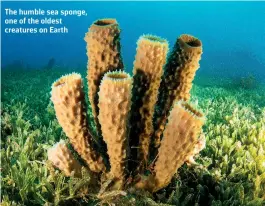  ?? BCAMPBELL6­5/SHUTTERSTO­CK ?? The humble sea sponge, one of the oldest creatures on Earth