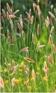  ??  ?? Tufted meadow foxtail grass.