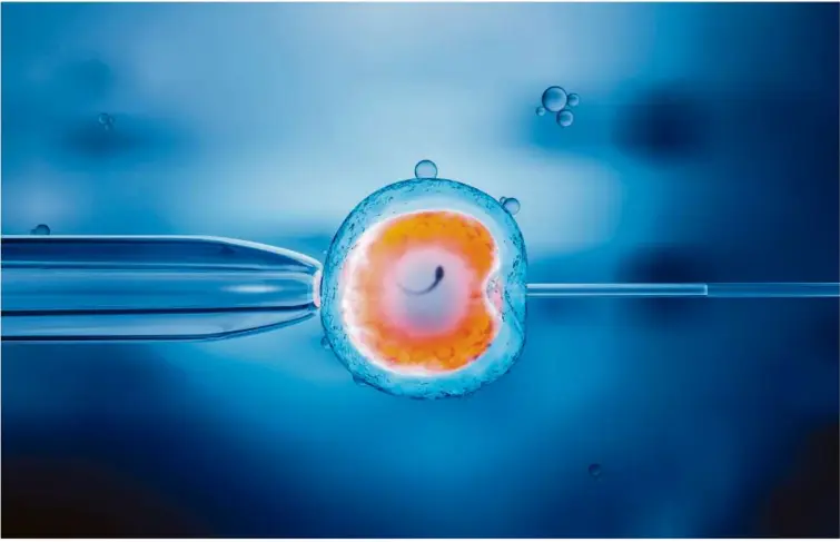  ?? Foto: ©Christoph Burgstedt/adobe.stock.com ?? Eizelle bei der In-vitro-fertilisat­ion (IVF).