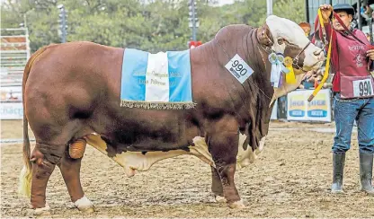  ??  ?? Galardonad­o. El Gran Campeón de la raza Braford en la coronación. El animal tiene dos años y medio