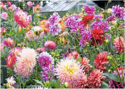  ??  ?? ❤ At their peak in September, dahlias keep performing until the first frosts arrive