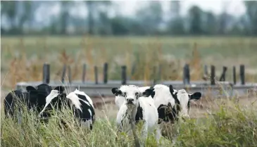  ?? (Marcos Brindicci/Reuters) ?? COWS GRAZE IN a farm near Sunchales, Argentina.