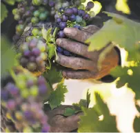  ??  ?? Juan Espinoza, H-2A employee for Seghesio Family Vineyards, pulls leaves near clusters of Zinfandel grapes.