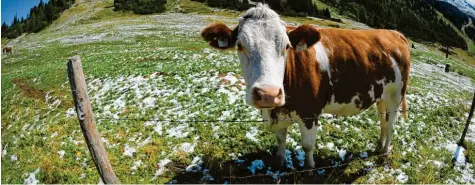  ?? Symbolfoto: Barbara Gindl, dpa ?? Im Jahr 2014 starb eine deutsche Touristin nach einem Kuh-angriff. Sie war mit ihrem Hund unterwegs.Wuppertal