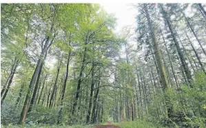  ?? FOTO: JAKUB DROGOWSKI ?? Insgesamt erstreckte sich der Waldanteil in NRW auf 846.403 Hektar, was laut IT.NRW in etwa der zehnfachen Größe von Rügen entspricht.