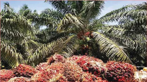  ?? ?? Oil palm plantation