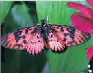  ??  ?? Acraea petrea, male