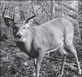  ?? Al Muir photo ?? Al Muir has captured all kinds of wildlife of his trail cams, including this big buck.
