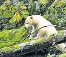  ?? Foto: Greenpeace / Andrew Wright ?? Der Kermodebär kommt nur in British Columbia in Kanada vor.