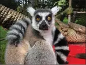  ?? SAN FRANCISCO ZOO ?? Maki, a 21-year-old male ring-tailed lemur, was discovered missing from the San Francisco Zoo’s Lipman Family Lemur Forest on Oct. 14. The lemur has since been found and returned.