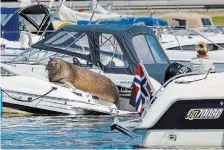  ?? TOR ERIK SCHRADER THE ASSOCIATED PRESS FILE PHOTO ?? Freya the walrus had become a popular attraction in the Oslo Fjord in recent weeks, despite warnings from officials that people should refrain from getting close and posing for pictures.