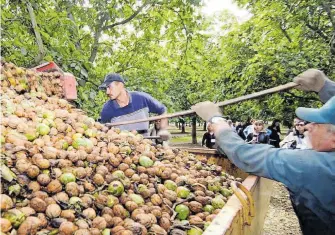  ?? ARCHIVO OEM ?? En Jiménez se tiene contabiliz­adas 200 hectáreas de nogal que produce nuez criolla