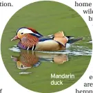  ?? ?? Mandarin duck