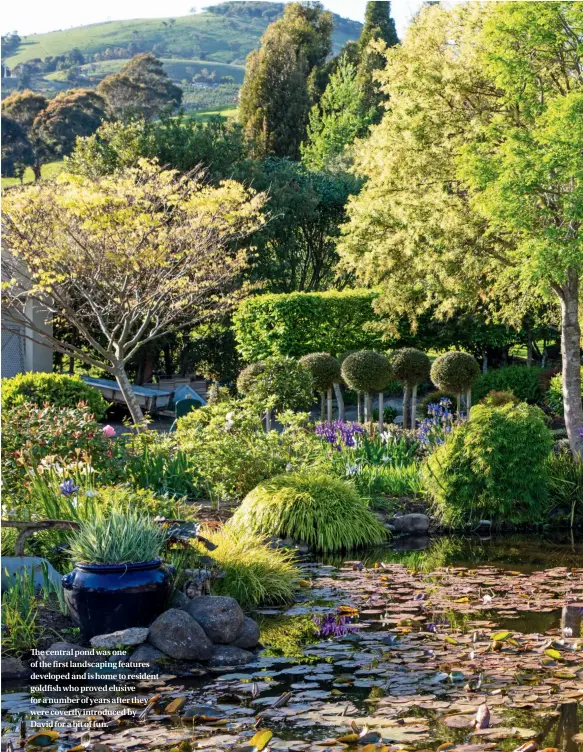  ??  ?? The central pond was one of the first landscapin­g features developed and is home to resident goldfish who proved elusive for a number of years after they were covertly introduced by David for a bit of fun.