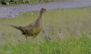  ??  ?? GAMEBIRDS: A hen pheasant and her chicks Photo Getty Images/ Mark Runnacles