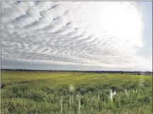  ??  ?? Rice fields like this one in Garwood need water, but LCRA’s contracts with most rice growers are interrupti­ble, meaning water supplies can be cut off if drought conditions warrant.