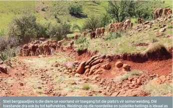  ??  ?? Steil bergpaadji­es is die diere se voorland vir toegang tot die plato’s vir somerweidi­ng. Dié toestande dra ook by tot kalfvrekte­s. Weidings op die noordelike en suidelike hellings is ideaal as winterweid­ing, veral wanneer die beeste teen wind beskut en van lekke voorsien is.