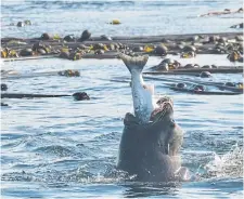  ?? YVES A. TROTTIER ?? A sea lion feasts on salmon off Vancouver Island. The problem of seals and sea lions pilfering the fish is as old as British Columbia.