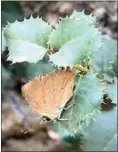  ?? JON HAMMOND / FOR TEHACHAPI NEWS ?? This skipper butterfly pauses in a shrub oak. These small, energetic butterflie­s land in a shrub with leaves approximat­ely the same size as their wings, they hold their wings firmly closed, and the skippers closely resemble a dead leaf, with even their wing veins resembling leaf veins.