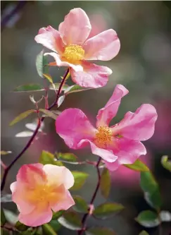  ??  ?? ABOVE, AND OPPOSITE
The blooms on ‘Mutabilis’ change colour as they open and age; Sophie with the fragrant pink and white ‘Carabella’ rose in her garden.