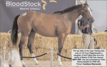  ?? SOFT DAY,
Candiese Marnewick ?? The top seller at the Cape Yearling Sale was Lot 167 from Wilgerbosd­rift, a daughter of Soft Falling Rain from the family of Master Of My Fate. Namedshe was purchased by Puller Racing Stables for R360 000. Picture: