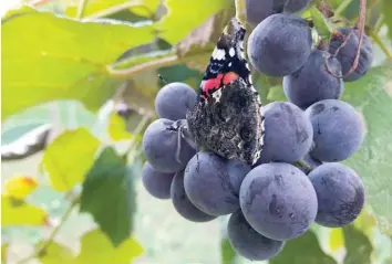  ?? — Reuters ?? A butterfly rests on a bunch of grapes hanging from a vine in a small vineyard located in the town of Flaibano, in the Friuli Venezia Giulia region of north-eastern Italy.