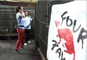  ??  ?? Personnel from Four Paws breaking locks to free a caged bear during a rescue operation.